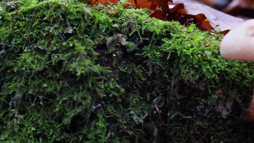 A Slider Shot From Right To Left Reveals A Macro View Of Two Wild Mushrooms Growing On Green Moss In An Autumnal Forest Setting.