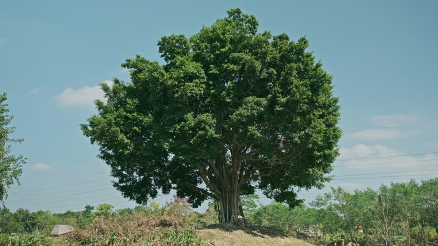 A Cinematic Wide Shot of a Large, Luxuriant Tree on a Small Hill Under a Bright Blue Sky (ProRes 422)