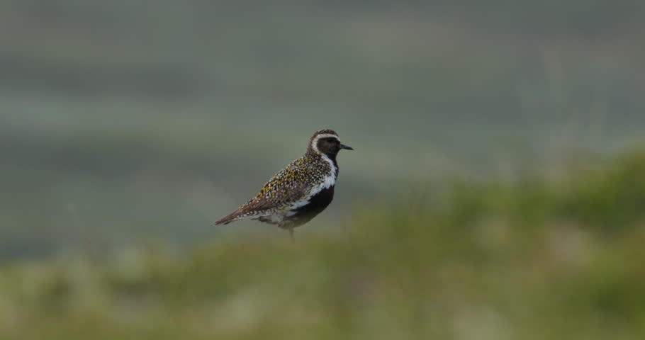 European Plover Pluvialis apricaria on alpine tundra rocks of Dovrefjell Norway