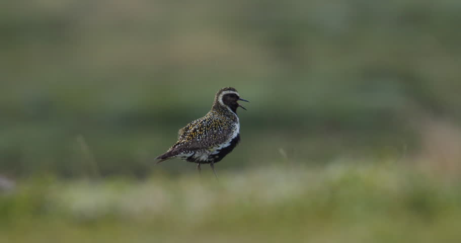 Solitary European Golden Plover Pluvialis apricaria in tundra Dovrefjell Norway