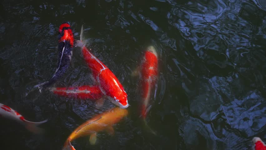 Top down view shows koi in reds, whites, oranges, blacks gliding in a garden pond in Hiroshima Itsukushima area. Soft daylight, close framing, ripples and reflections.