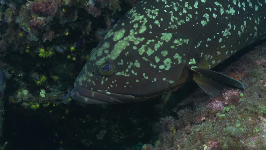 Mediterranean Mero Grouper close up underwater in Spain