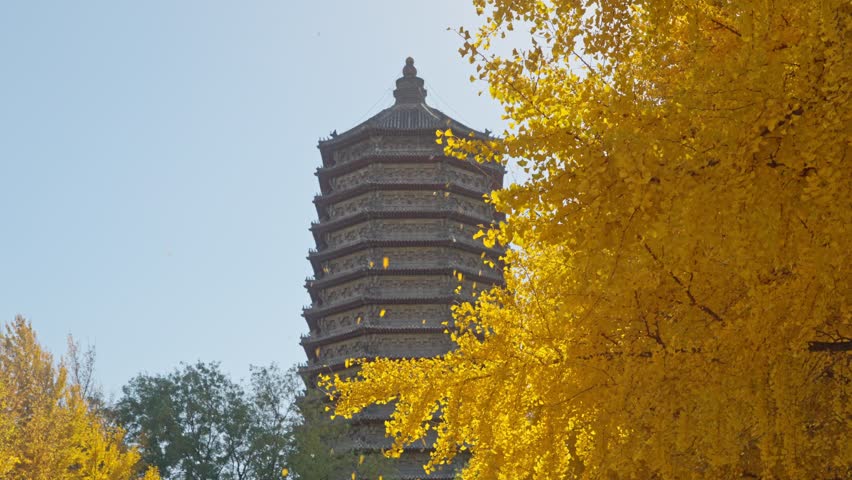 Beijing, China - 9th November 2025 - Golden Ginkgo and ancient pagoda at Cishou temple
