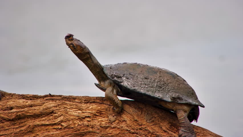 A quirky moment that shows a long-necked terrapin with a fly on its head stretches while basking on a log.