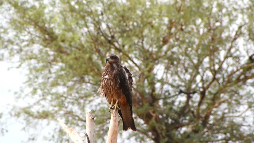 Eagle perched gracefully on the top of a tree, set against a lush green background at Jorbeer Conservation Reserve in Rajasthan, India. rare bird