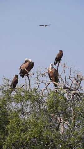 Vultures and eagle perched together on tree branch at Jorbeer Godhwala Conservation Reserve, Bikaner, Rajasthan. Indian wildlife scene, rare moment of different raptor species