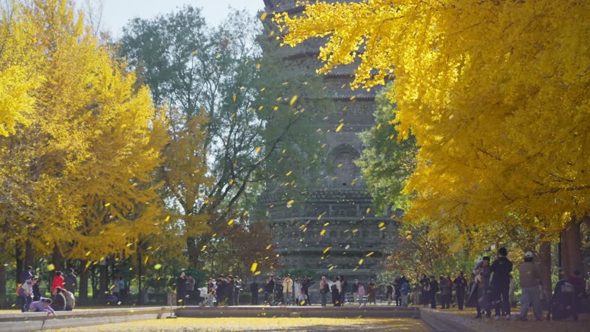 Beijing, China - 9th November 2025 - Tourists enjoy the sight of golden Ginkgo at Cishou temple
