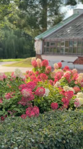 Hydrangea flowers blooming in garden near old greenhouse under clear sky, ideal for background video