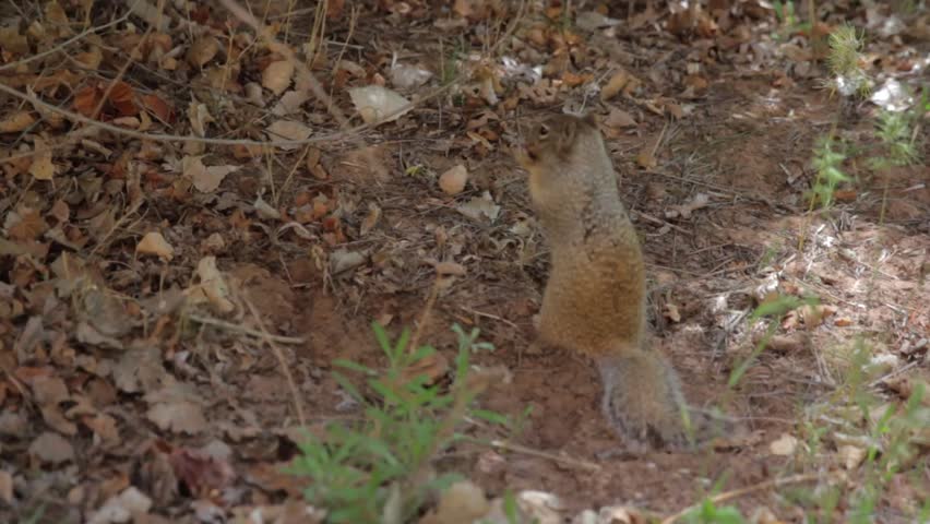 Wild squirrel eating an acorn
