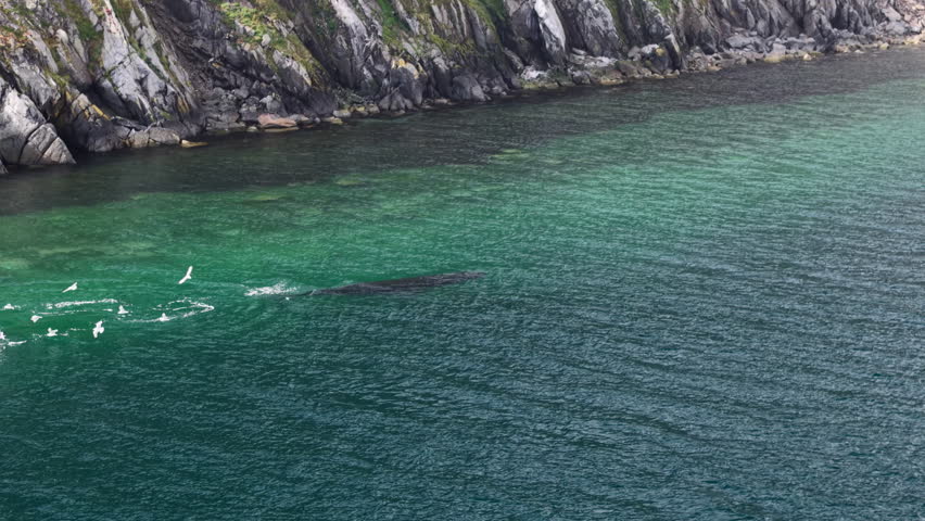 Large whale surfaces beside the rugged coast of Lavrentiya Bay, spray catches sun and ring expands, gull circle the wake as the emerald shelf fades to deep blue under stable Arctic weather of Chukotka