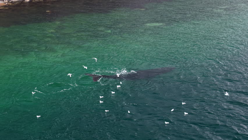 Whale feeds close to shore in Lavrentiya Bay with seagull swirl, dark back crosses the clear shallows and leaves a ring, rocky slope and green seabed slide beneath in crisp summer weather of Chukotka - Powered by Shutterstock - Get 15% off with code: PIKWIZARD15