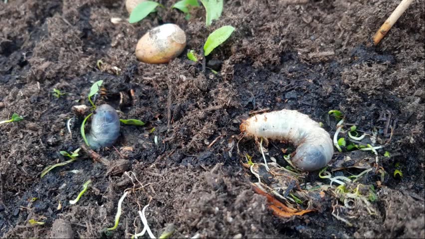 Beetle caterpillar larva rests on soil, surrounded by greenery