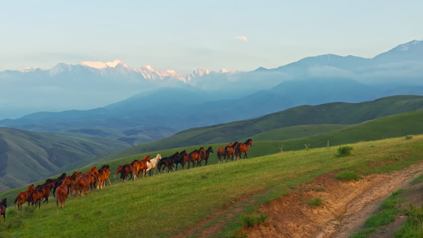 Multiple horses gallop and walk across a grassy hillside in a serene mountainous Kyrgyzstan landscape. Drone view with static camera.