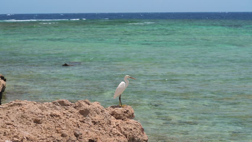 Egret white bird sitting on rock near sea shore, hunting for fish