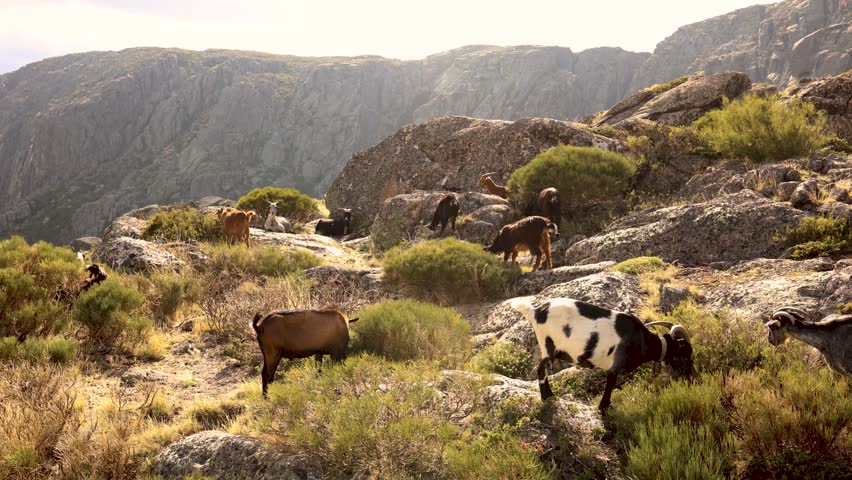 A herd of goats with varied colors grazes and climbs on rugged, sunlit rocky cliffs in a wild natural landscape. 4k 50fps stock video with an original soundtrack featuring the ringing of goat bells