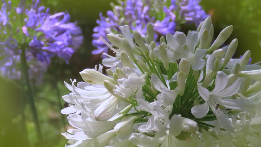 Arctic Star, the Large White Agapanthus flower in sunlight luminous garden