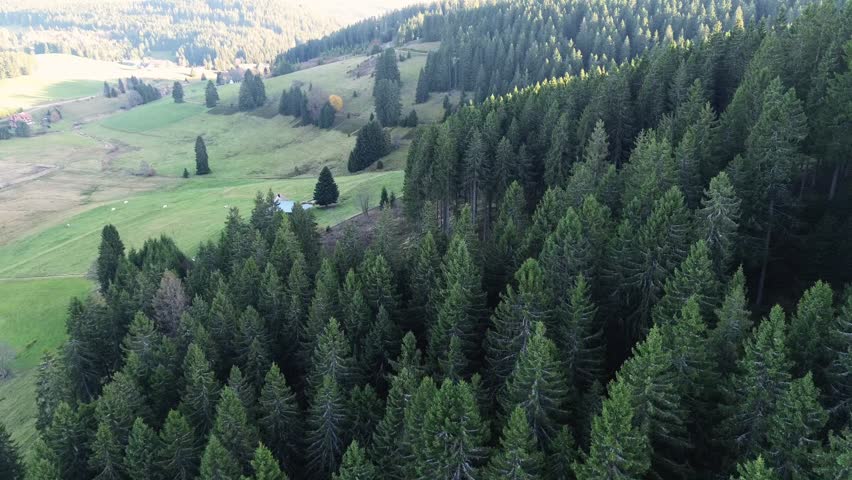 Drone video of a forest from a bird’s-eye view, treetops, firs, spruces, Black Forest, Schluchsee, Germany.