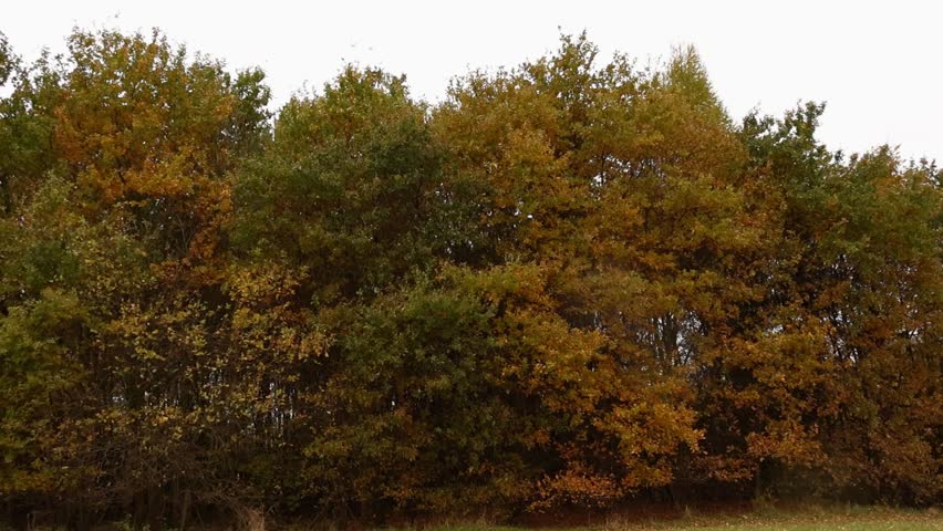 Static medium shot of a dense treeline with colorful autumn foliage in green, orange, and brown against an overcast sky