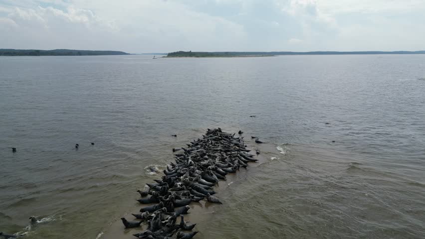 Aerial video showing a large group of seals resting on a small sandbank surrounded by calm sea water. Captured from above with a drone, showcasing marine wildlife in its natural habitat.