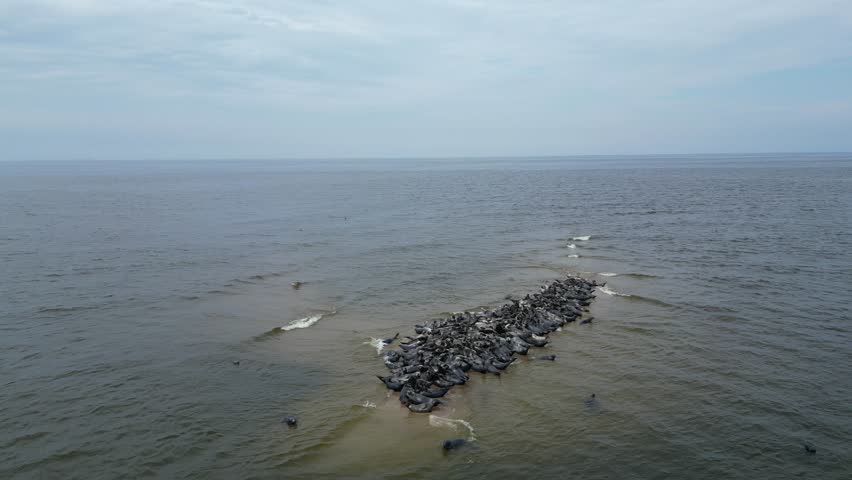 Aerial video showing a large group of seals resting on a small sandbank surrounded by calm sea water. Captured from above with a drone, showcasing marine wildlife in its natural habitat.