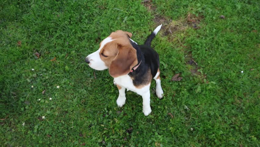 Top-down POV shot of a cute Beagle puppy sitting obediently in the grass, looking up at the owner and wagging its tail.