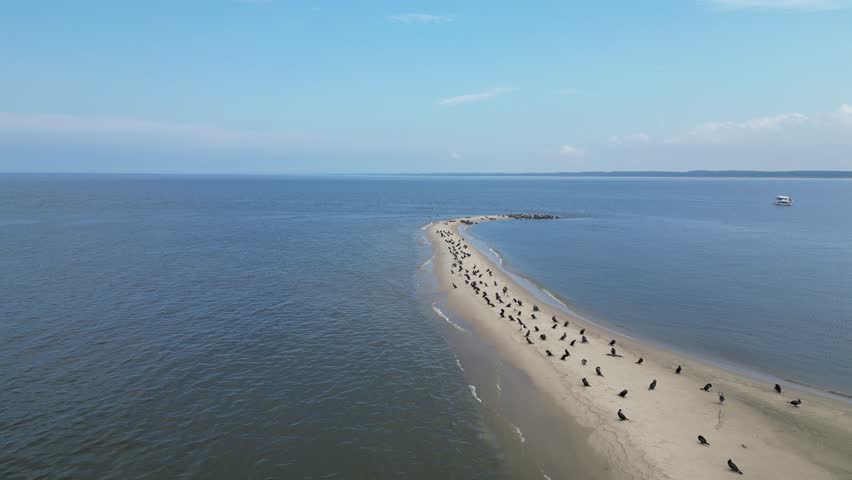 Aerial video showing a large group of seals resting on a small sandbank surrounded by calm sea water. Captured from above with a drone, showcasing marine wildlife in its natural habitat.