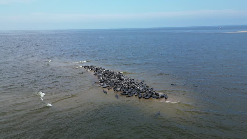 Aerial video showing a large group of seals resting on a small sandbank surrounded by calm sea water. Captured from above with a drone, showcasing marine wildlife in its natural habitat.