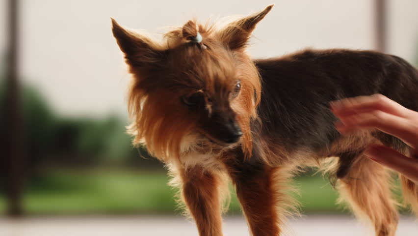 Yorkshire terrier at grooming salon, woman grrom small cute dog, happy animal life.