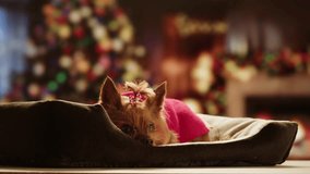 Christmas dog, Cute Yorkshire Terrier in red outfit poses on wooden stool beside decorated Christmas tree, Perfect for New Year, winter holidays - Powered by Shutterstock - Get 15% off with code: PIKWIZARD15