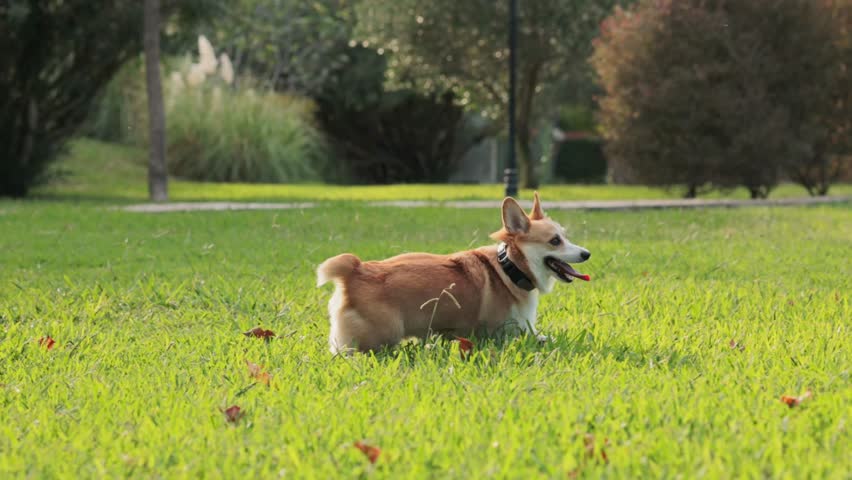 A Welsh Corgi makes a quick turn while running in a green field. The background features bushes and apartment buildings.