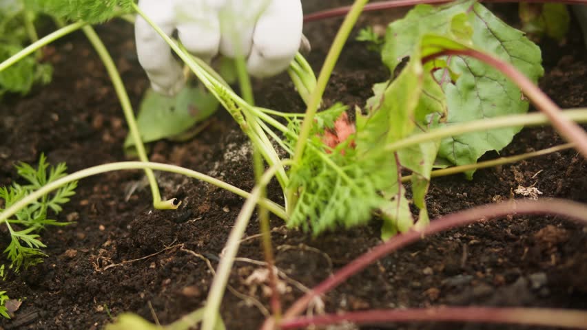 Farmer on field picking carrots, organic vegetable garden, autumn harvest