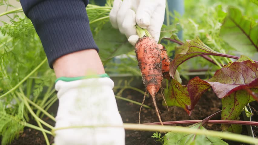 Farmer on field picking carrots, organic vegetable garden, autumn harvest