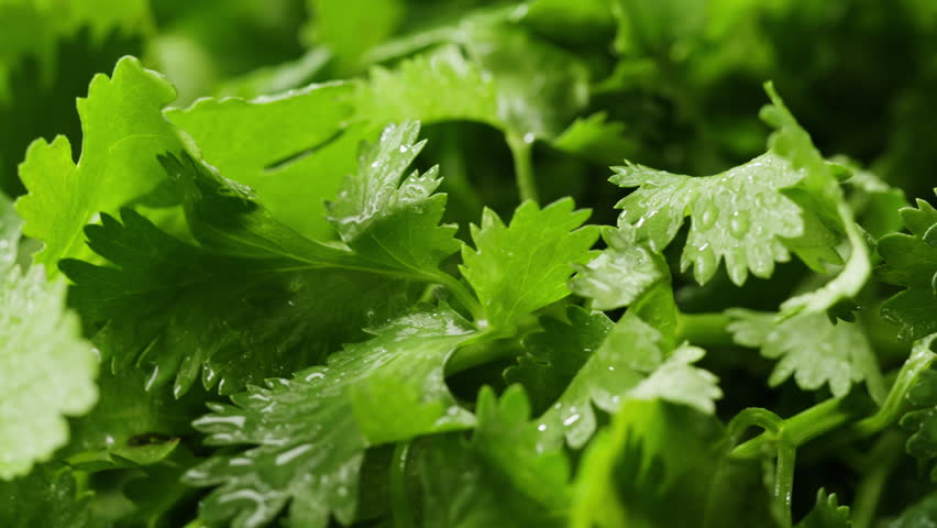 Cilantro parsley close up, coriander aromatic texture macro, traditional asian and Mexican cuisine herb studio shot.