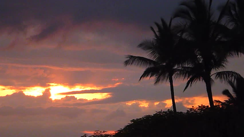 Birds flying by and singing during colorful sunset with palm trees in Hawaii.