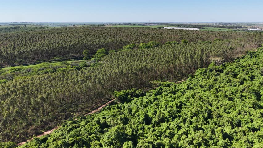 Aerial View of a Dense Forest under a Clear Blue Sky