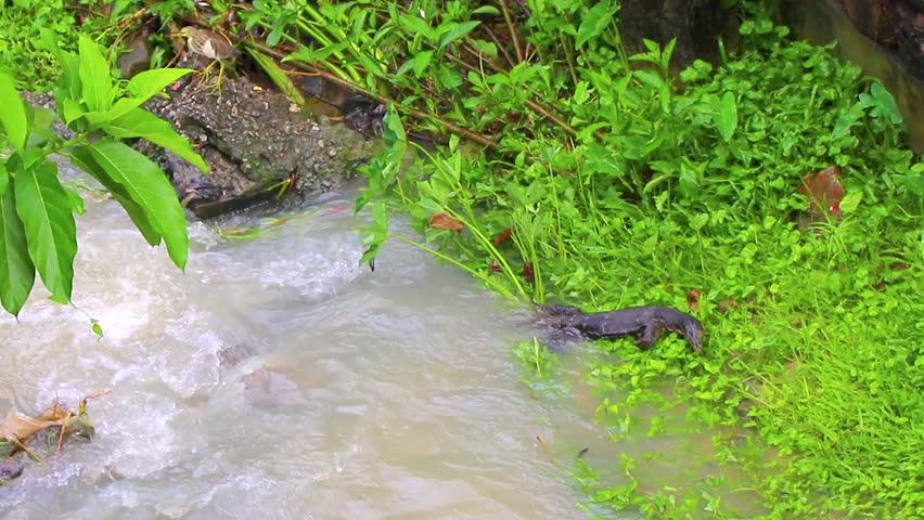 Large monitor lizard walks along tropical river in Patong Beach Kathu District Phuket Island Province Southern Thailand in Southeast Asia.