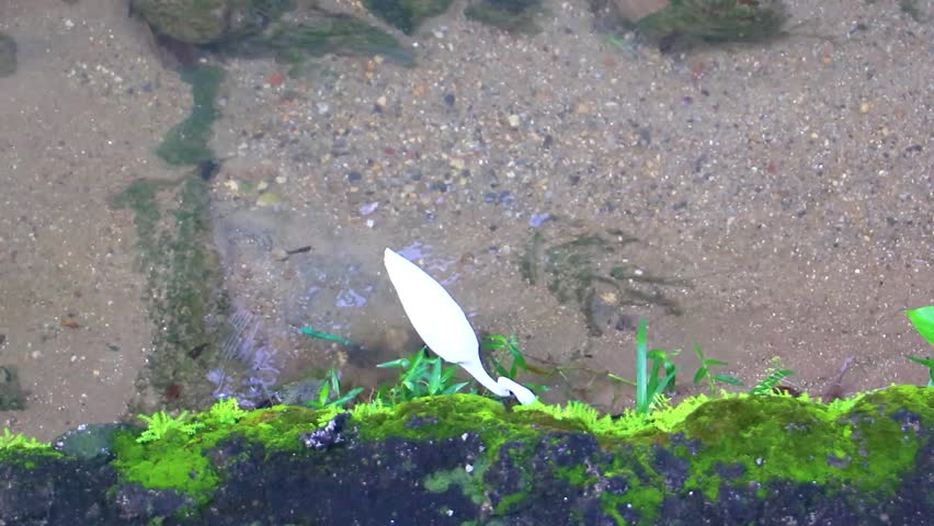 White great heron egret walks and fishes hunting in the river water in Patong Beach Kathu District Phuket Island Province Southern Thailand in Southeast Asia.