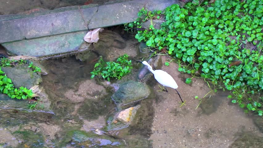 White great heron egret walks and fishes hunting in the river water in Patong Beach Kathu District Phuket Island Province Southern Thailand in Southeast Asia.