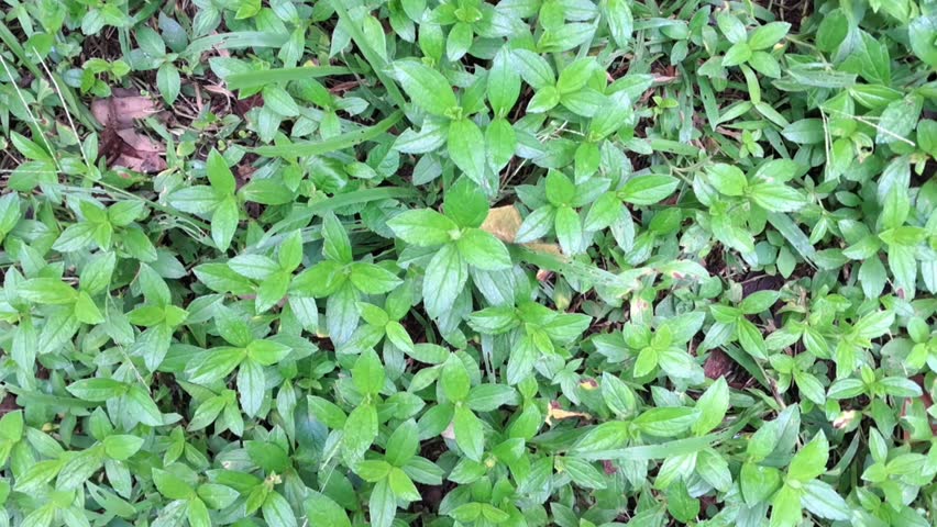 Top view of lush green leaves covering the ground in nature