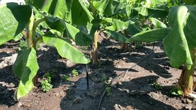 Slow motion footage of a micro sprinkler irrigation system operating in a banana plantation. Water droplets spread uniformly across the soil, showing efficient irrigation for tropical crops. - Powered by Shutterstock - Get 15% off with code: PIKWIZARD15