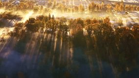 Sunbeams pierce through dense morning forest mist over Sigulda, Latvia during sunrise golden hour glow - Powered by Shutterstock - Get 15% off with code: PIKWIZARD15