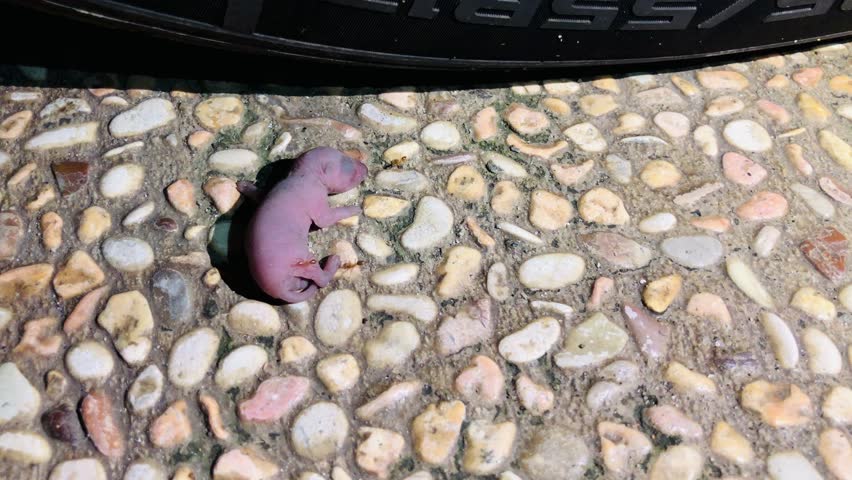 pink newborn baby rodent on pebble ground near car tire, wildlife rescue concept