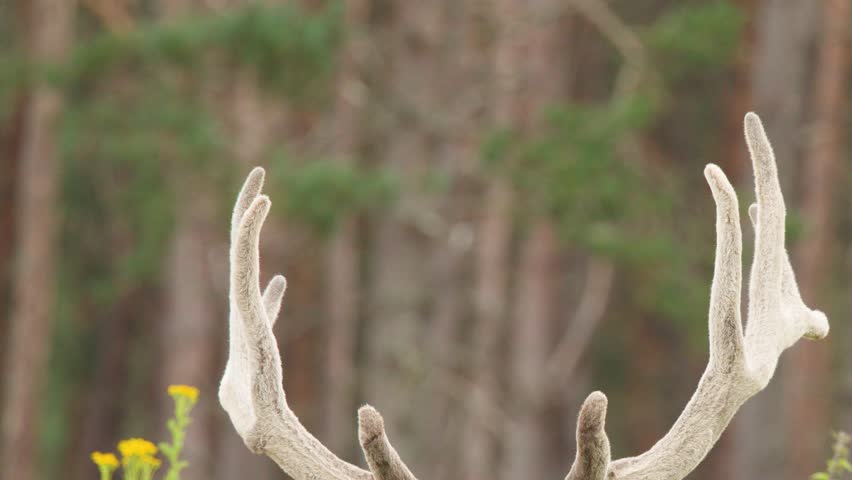 Large red deer stag with antlers resting in wildflower meadow, soft daylight, static camera