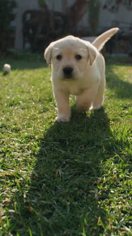 fluffy labrador puppy running on green lawn in warm sunlight vertical slow motion joy of life concept cute pet energy childhood memory family happiness outdoor love adorable heartwarming