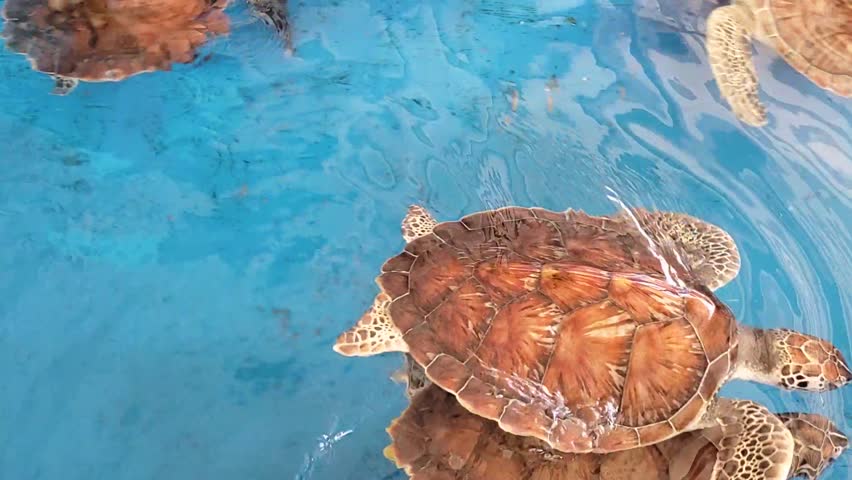Close-up of sea turtles gracefully swimming in clear blue water. Details of their brown shells and flippers as they glide through the surface, Ocean conservation