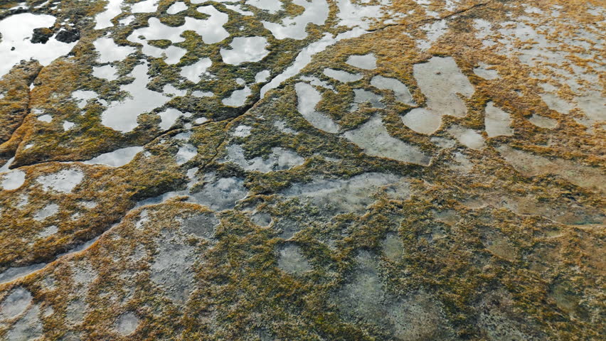 Coral reef pattern during low tide