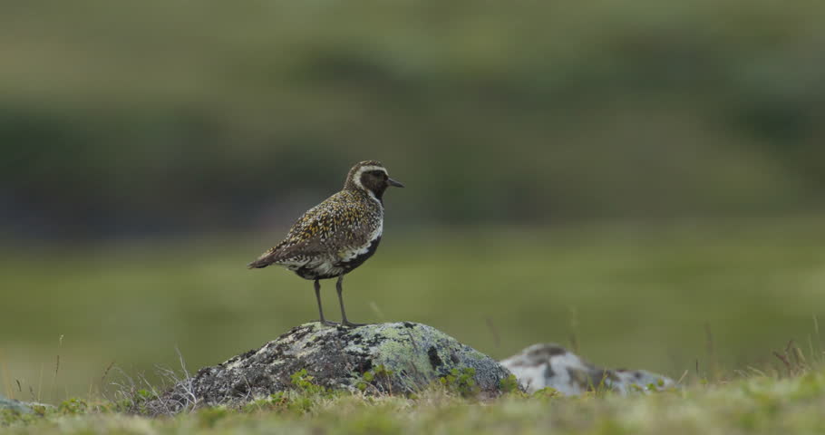 Close-up of European Golden Plover Pluvialis apricaria on Dovrefjell Norway