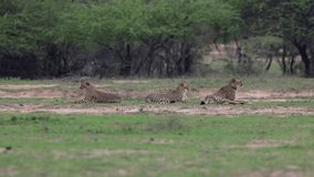 A sub-adult cheetah cub going into stalking mode - Powered by Shutterstock - Get 15% off with code: PIKWIZARD15
