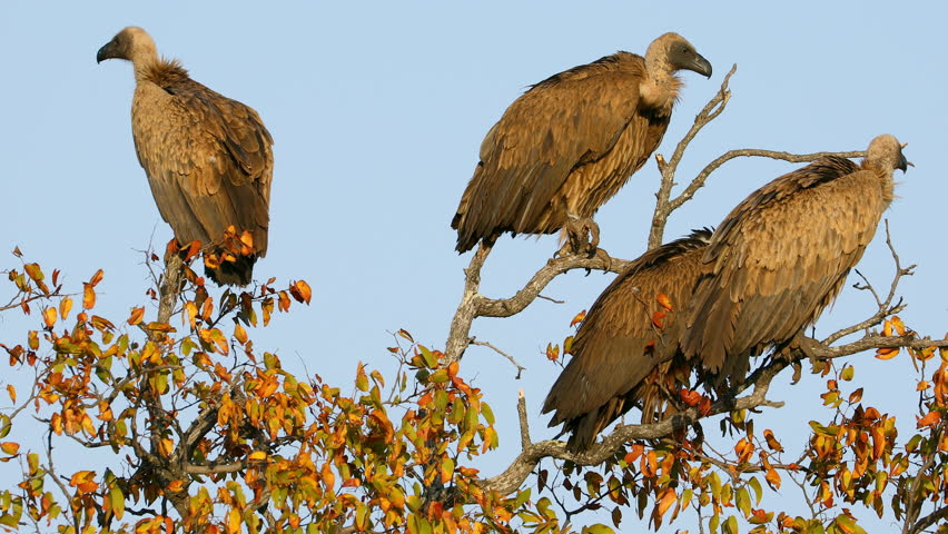 White-backed vultures (Gyps africanus) sitting in a tree, Kruger National Park, South Africa