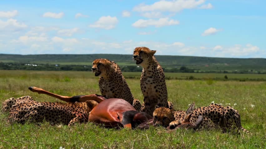 A group of cheetahs is gathered around their fresh prey on an open grassland, displaying the raw and natural behavior of predators in the wild.